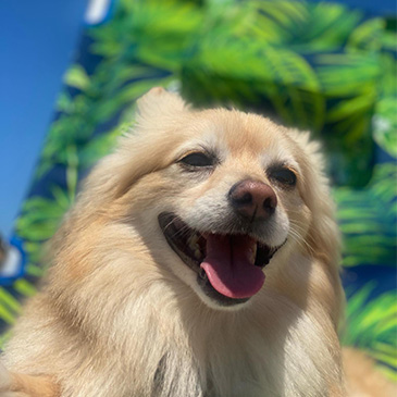 A dog relaxing in the sunshine