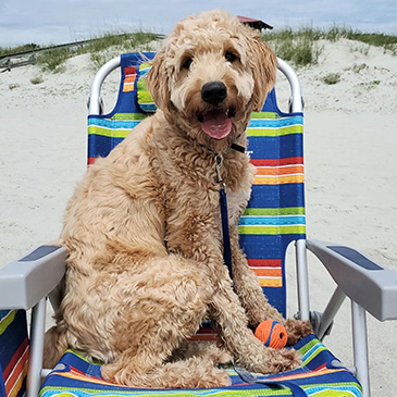 Dog on beach chair