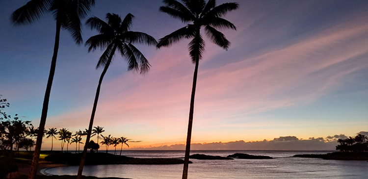 Image of palm trees on beach at sunset